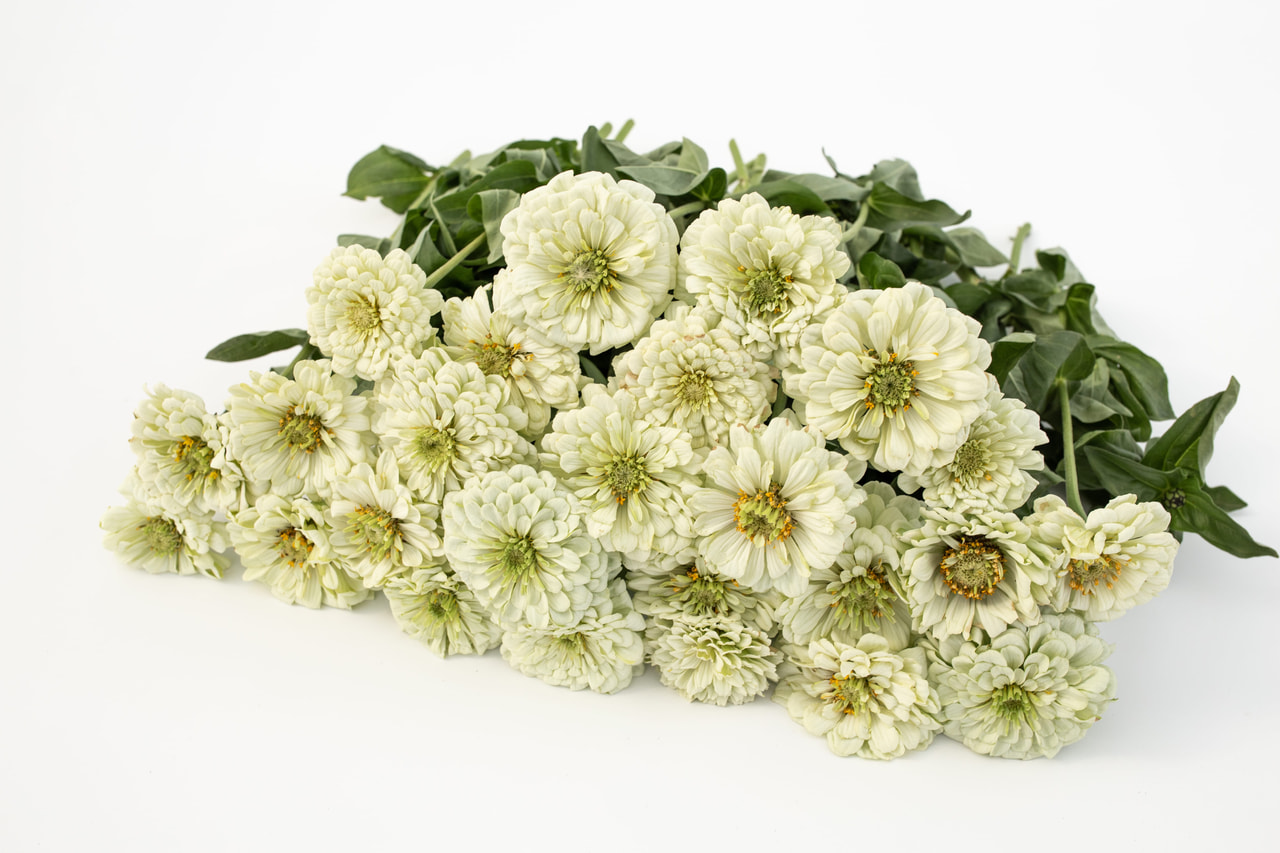 Zinnia Benary’s Giant White, Loukykvět