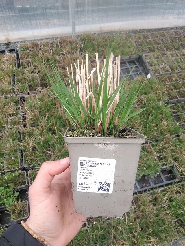 Siniheinä Heidebraut - 20. 4. 2026