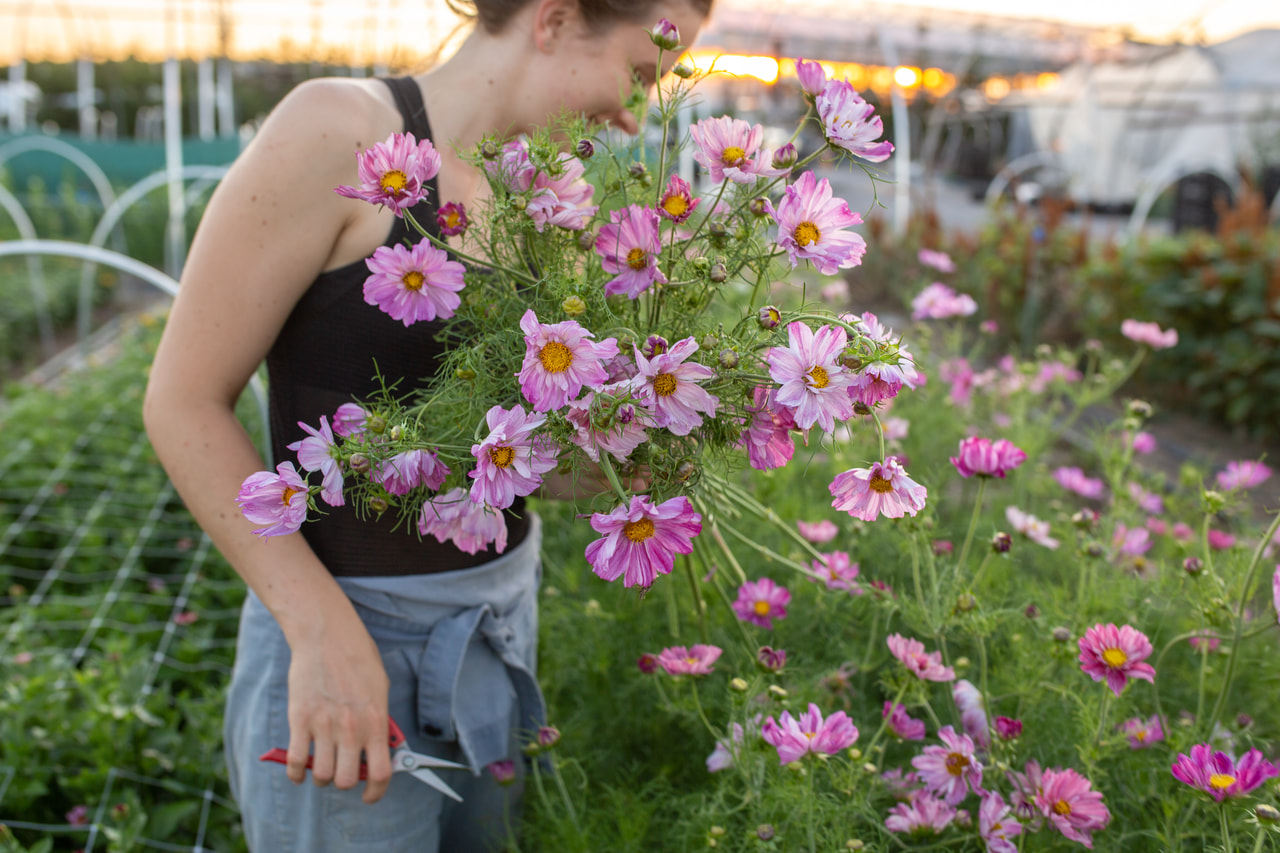 Cosmos Rosetta, Loukykvět