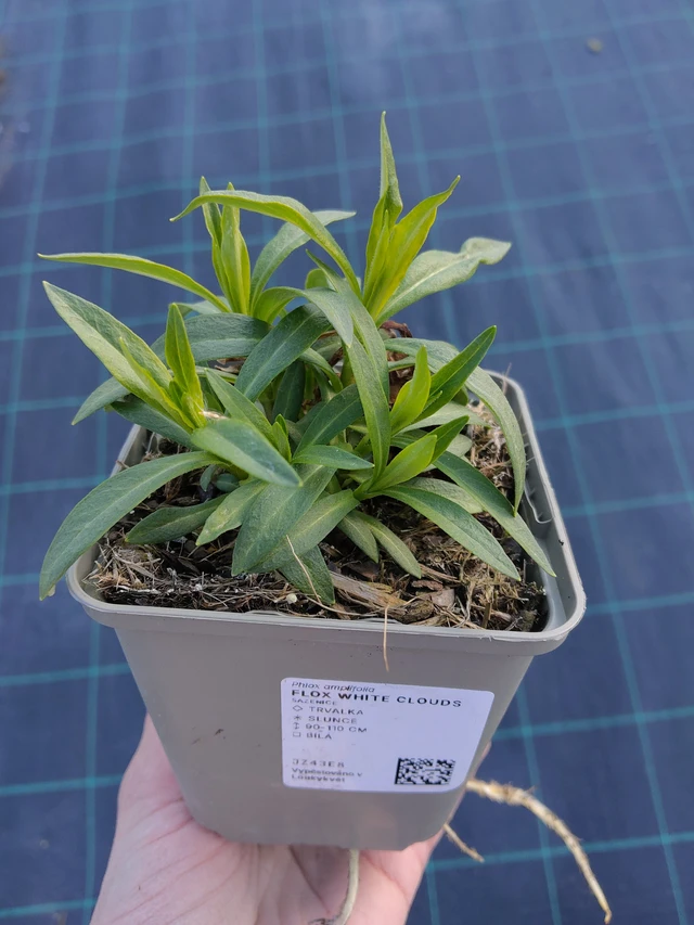 Leimu White Clouds - 27. 3. 2026