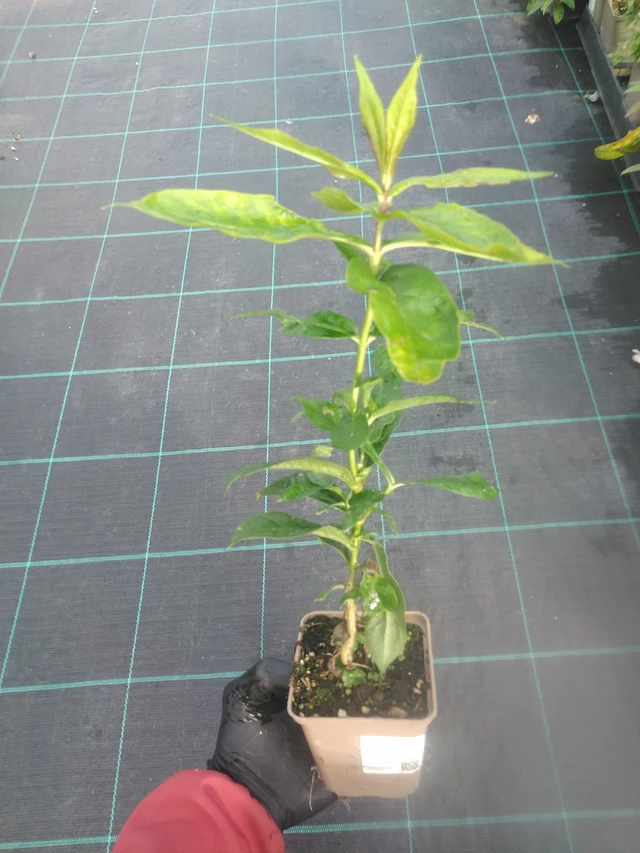 Kiiltoleimu Duchess of York - 13. 10. 2025