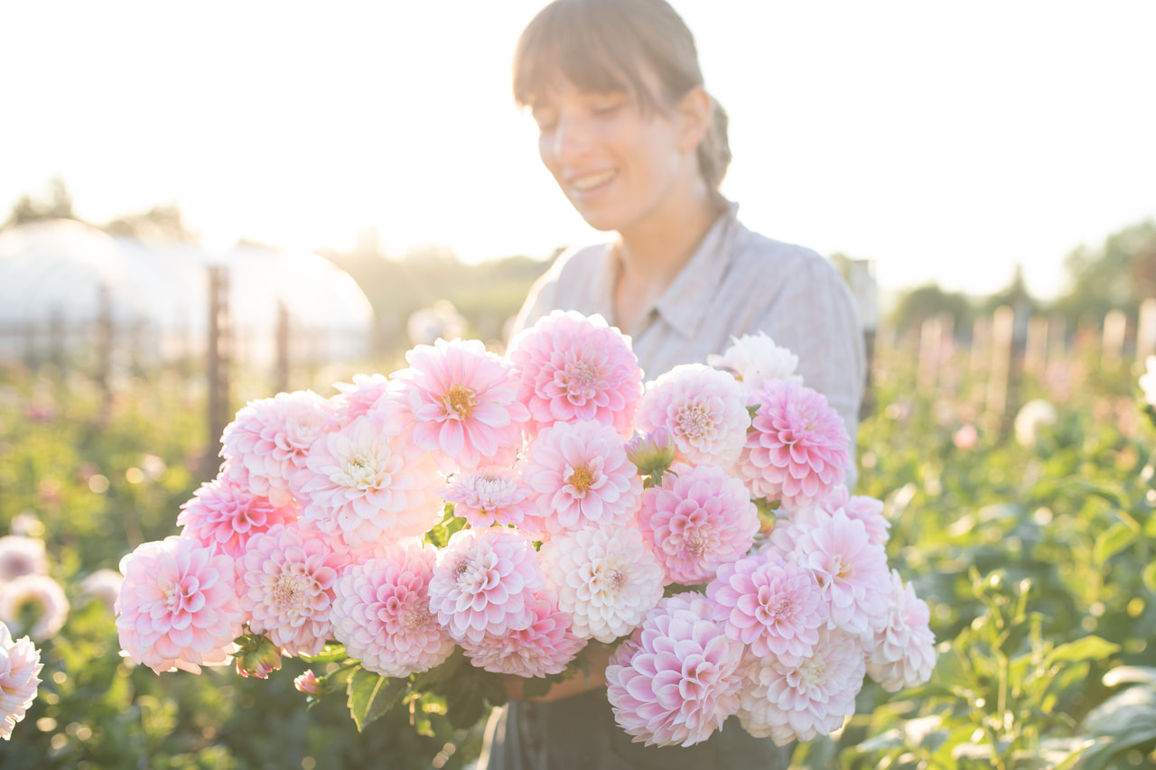 Daalia Janick’s Symphony, Loukykvět