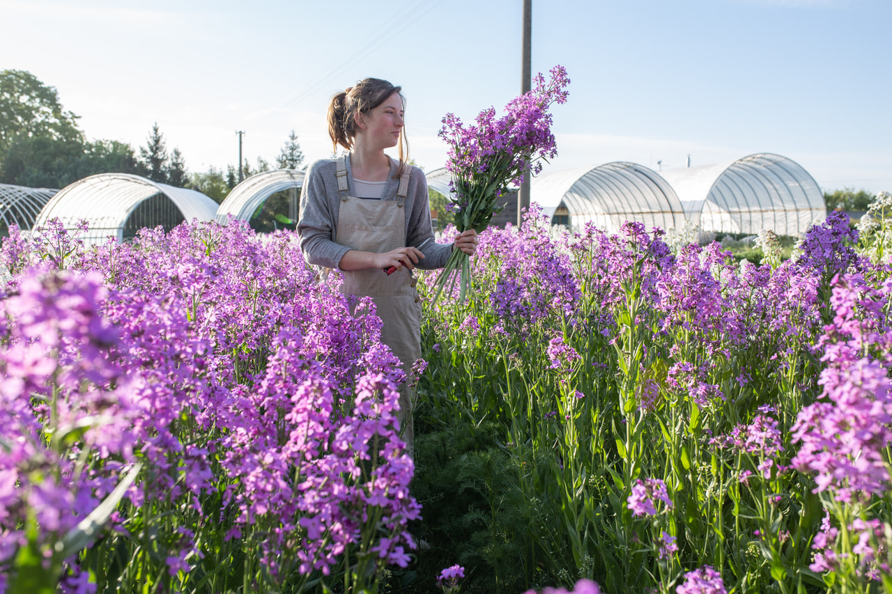 Illakko violetti, Loukykvět