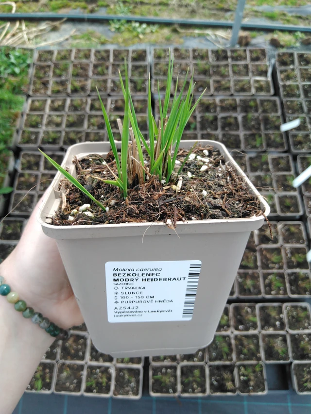 Siniheinä Heidebraut - 2024