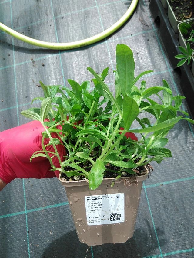 Luhtalemmikki - 22. 7. 2025