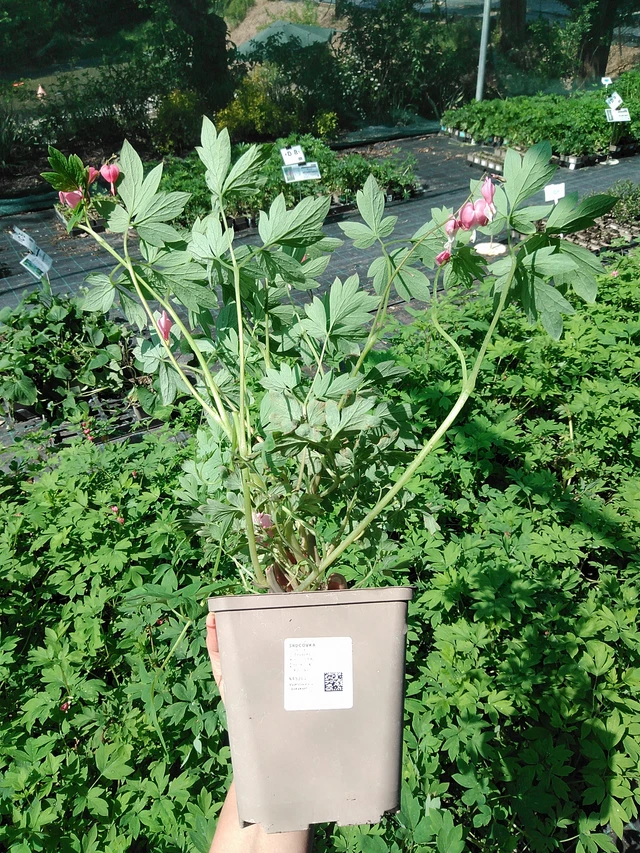 Särkynytsydän - 13. 5. 2025