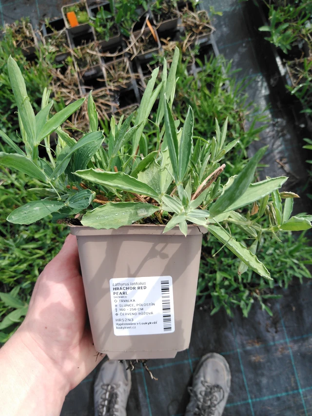 Tuoksuherne Red Pearl - 2024