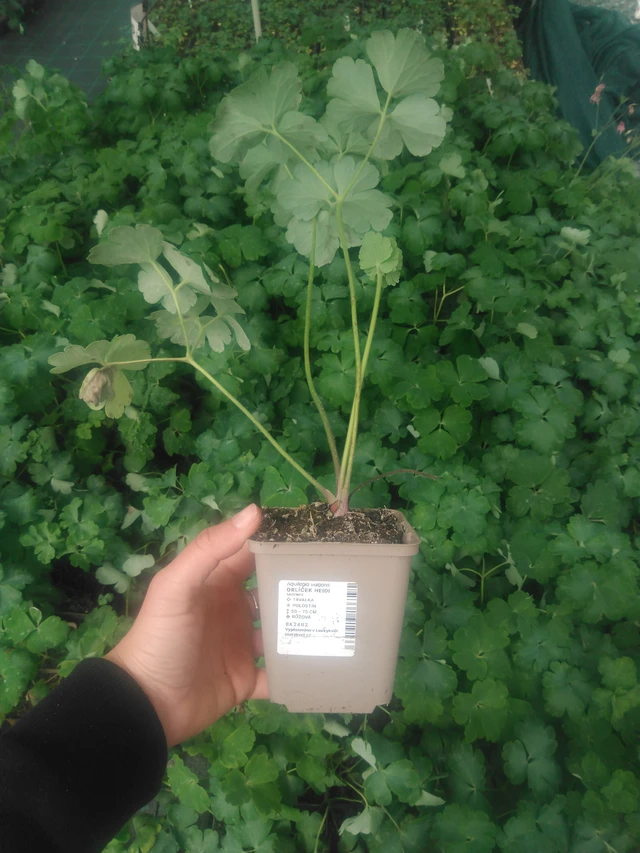 Aguileña Heidi - 2024