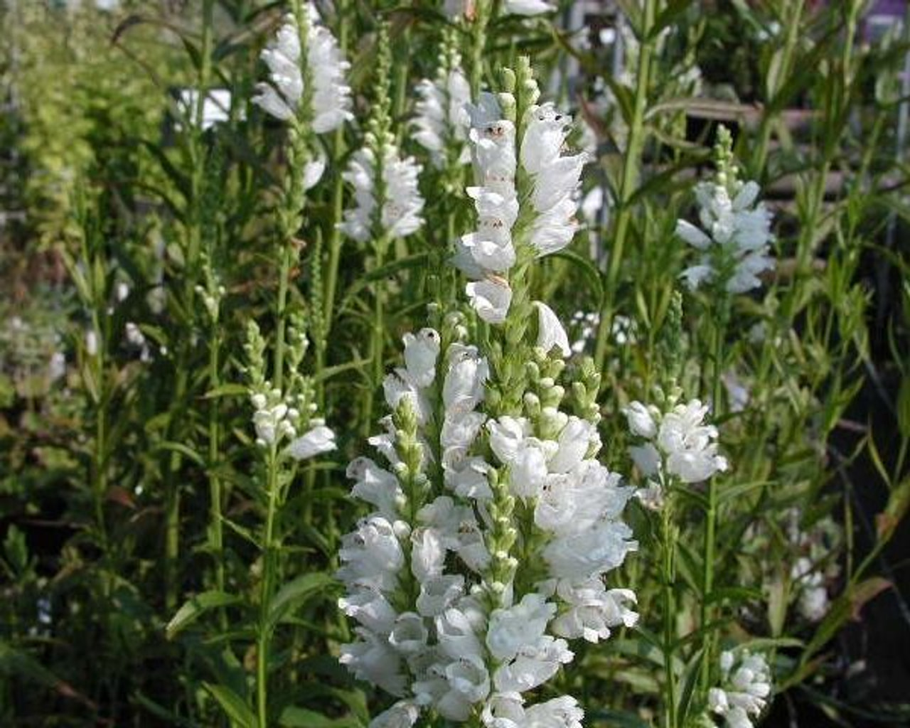 Kellopeippi Summer Snow, Loukykvět