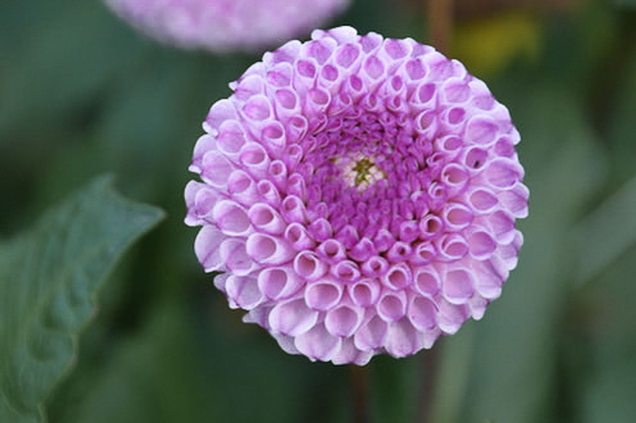 Daalia Frank Holmes, Loukykvět