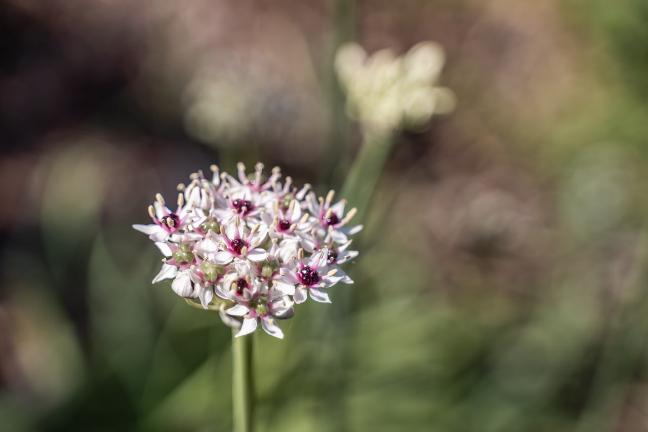 Allium Silver Spring, Loukykvět