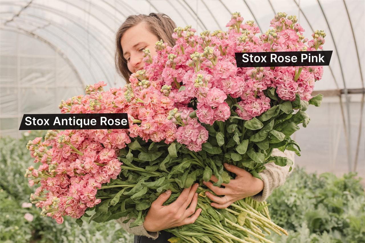 Stock StoX Rose Pink, Loukykvět