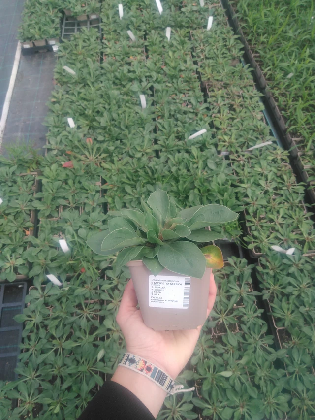 Limonium tataricum - 2024