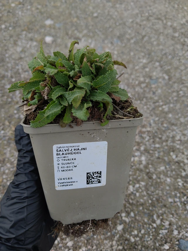 Salvia nemorosa Blauhügel - 31. 3. 2026
