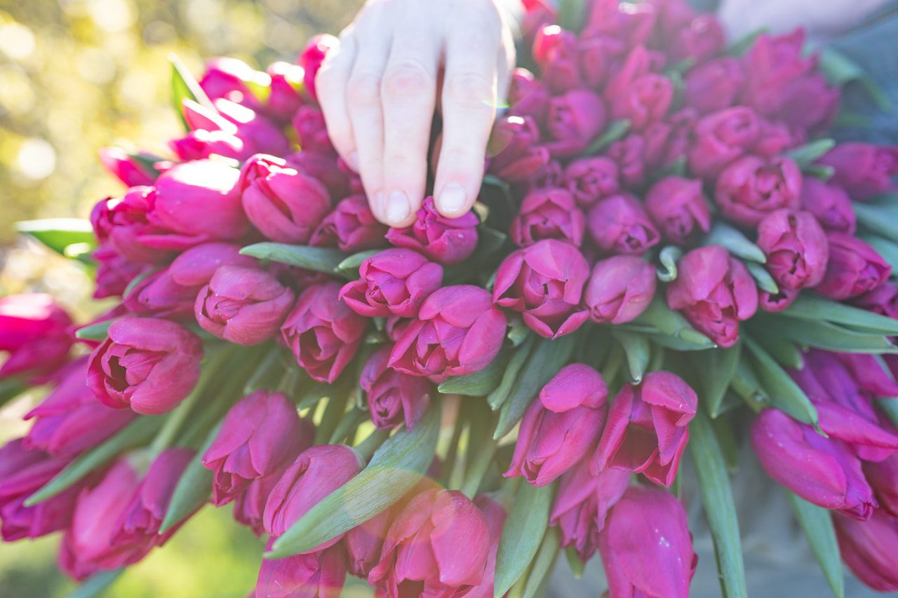 Tulppaani Pink Ardour, Loukykvět