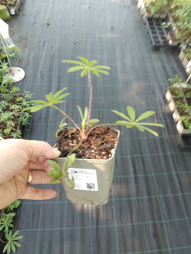 Lupiini Band of Nobles Schloßfrau - 19. 8. 2025