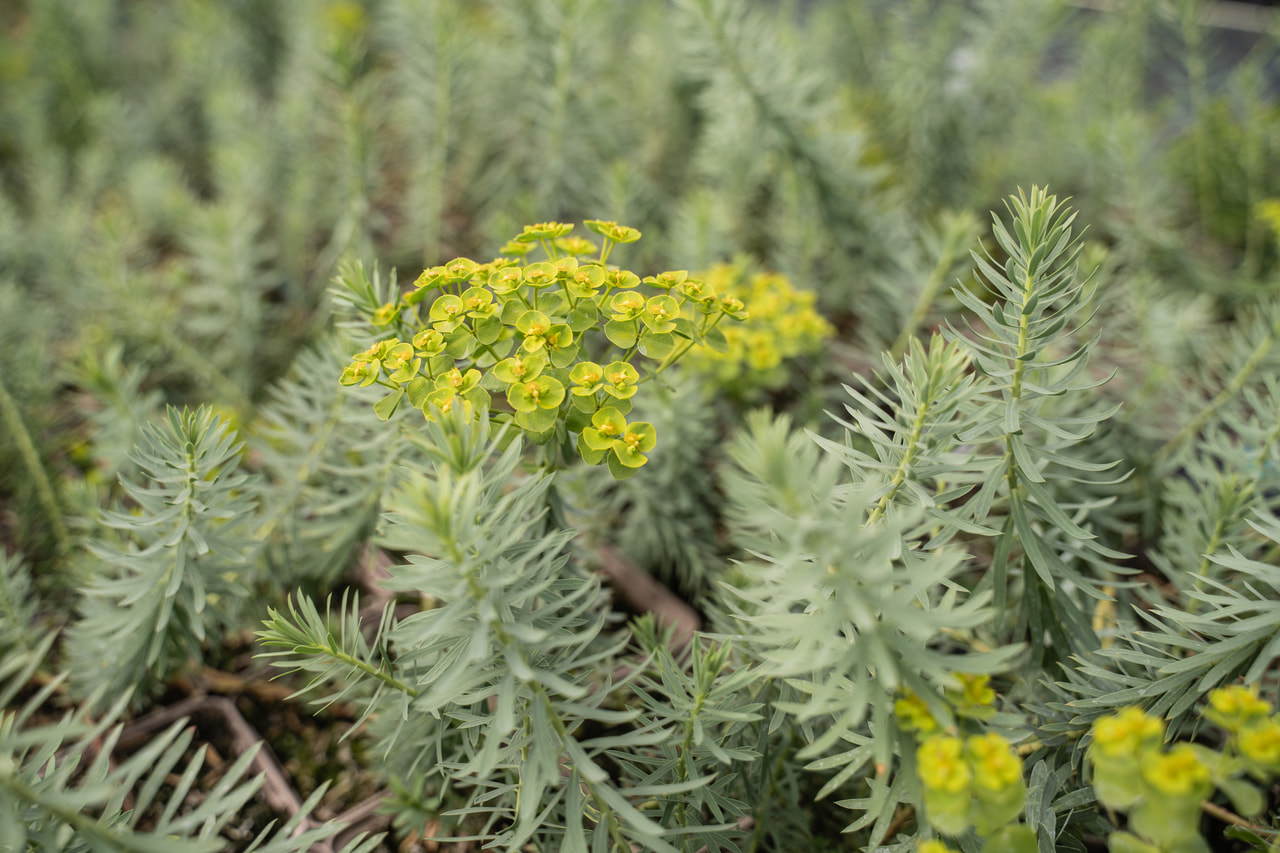 Euphorbia myrsinites, Loukykvět