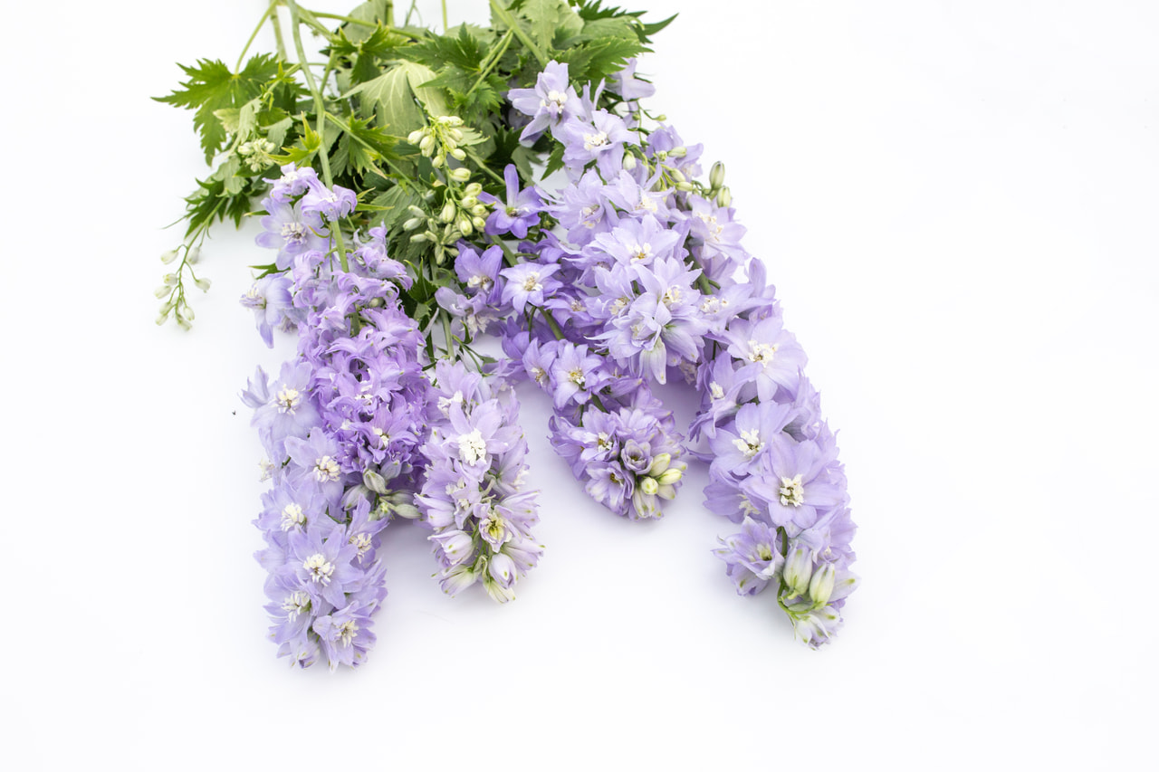 Delphinium Magic Fountains Lavender (White Bee), Loukykvět