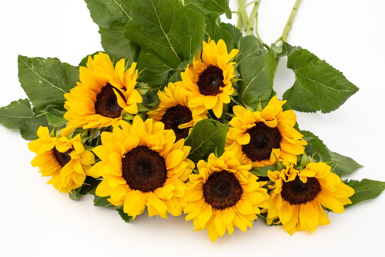 Auringonkukka ProCut Brilliance, Loukykvět