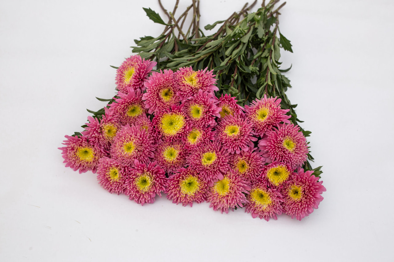 China aster Benary’s Princess Salmon, Loukykvět