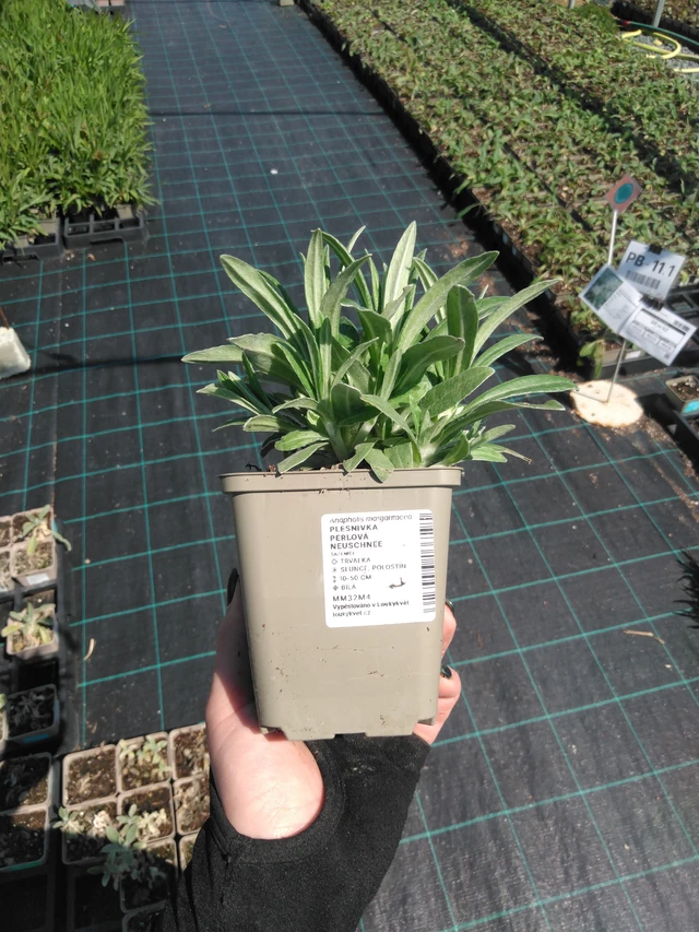 Anaphalis margaritacea Neuschnee - 13. 5. 2025