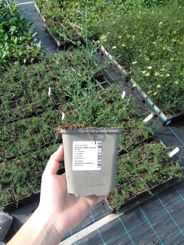 Asteri Pink Cloud - 2024