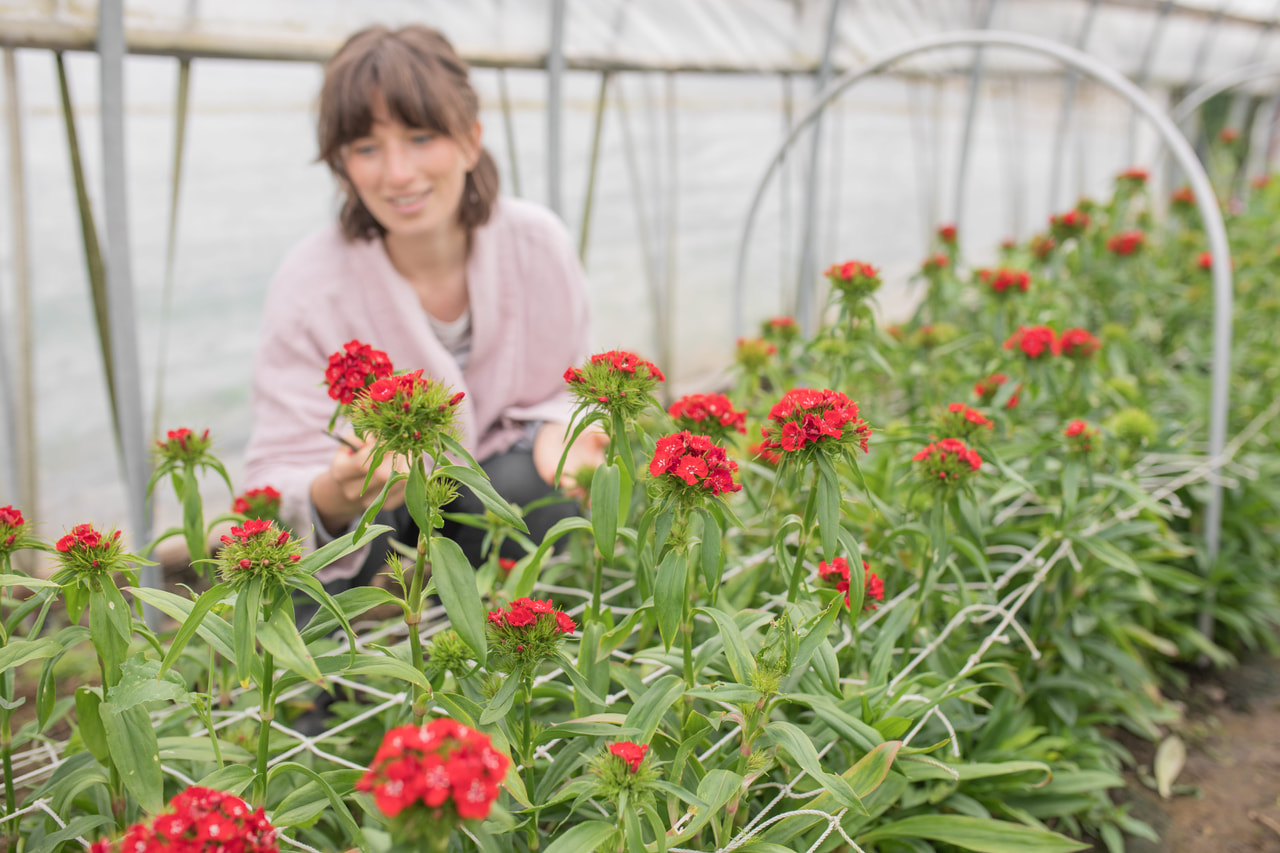 Clavel del poeta Barbienne Scarlet, Loukykvět