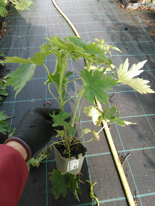 Ritarinkannus Benary’s Pacific Blue Bird - 31. 10. 2025