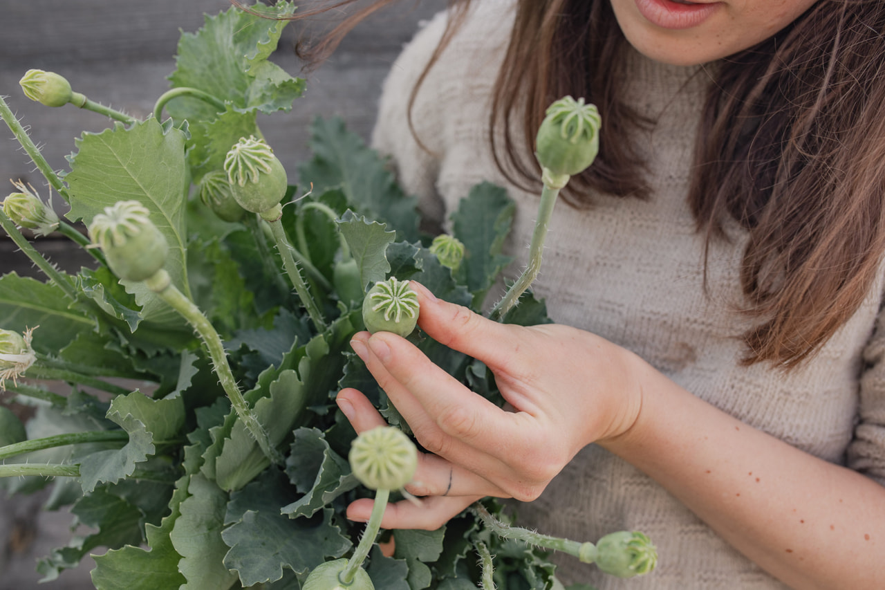 Amapola de peonía Antique Shades, Loukykvět