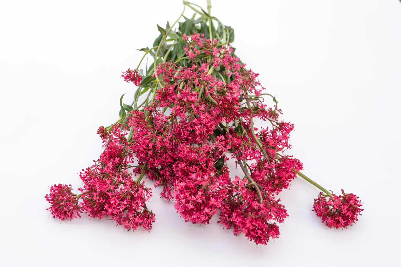 Komeapunikki Pretty Betsy Red, Loukykvět