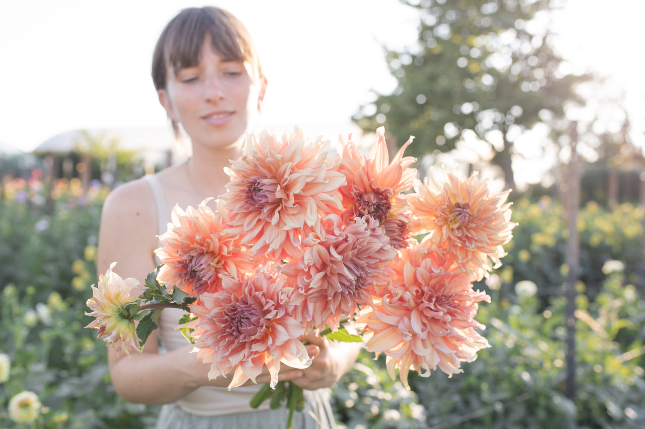 Daalia Fairway Spur, Loukykvět