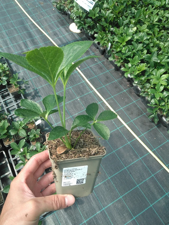 Jouluruusu Double Ellen Pink - 24. 6. 2025