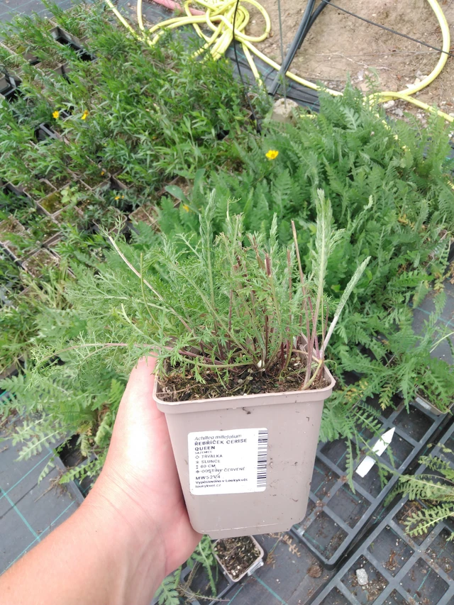 Siankärsämö Cerise Queen - 2024