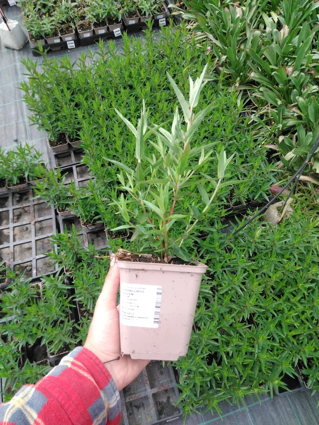 Rantakukka Rose Queen - 2024