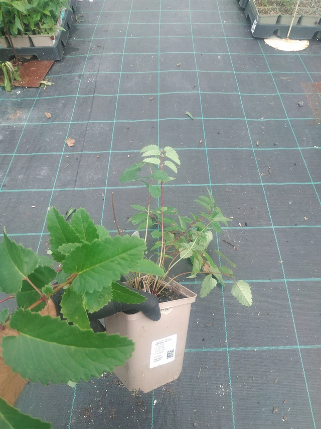 Luppio Pieters - 10. 9. 2025