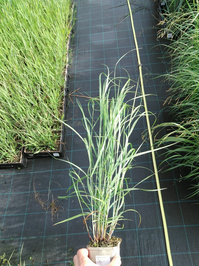 Lännenhirssi - 28. 7. 2025