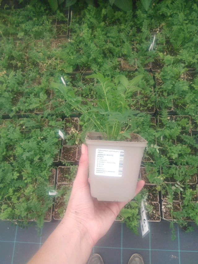 Sinilatva White Pearl - 2024