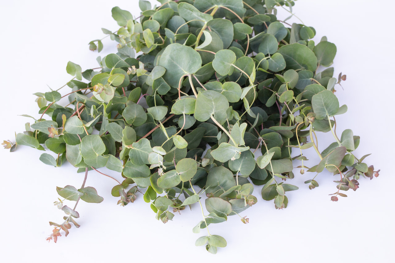 Eucalyptus Small Leaved Gum, Loukykvět