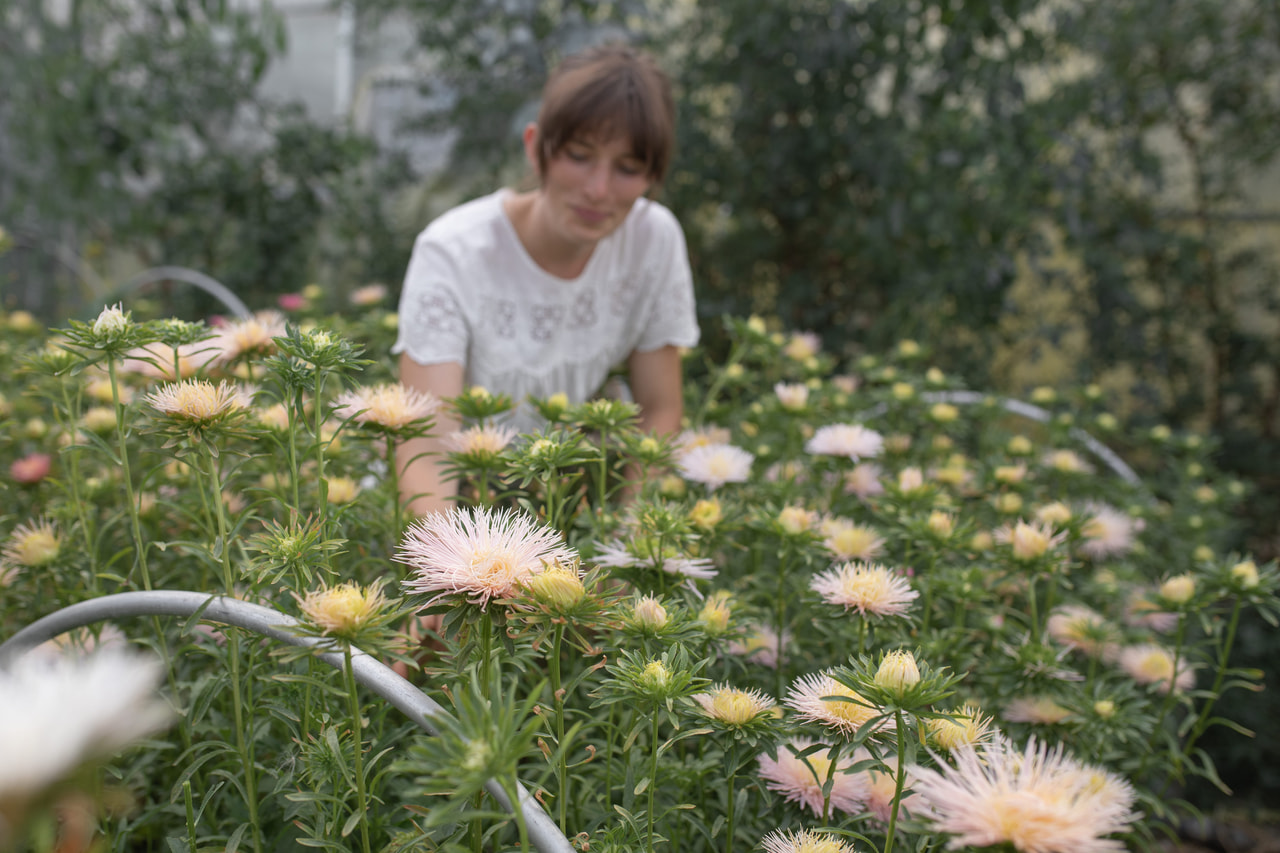China Aster Valkyrie Brünhilde Chamois, Loukykvět