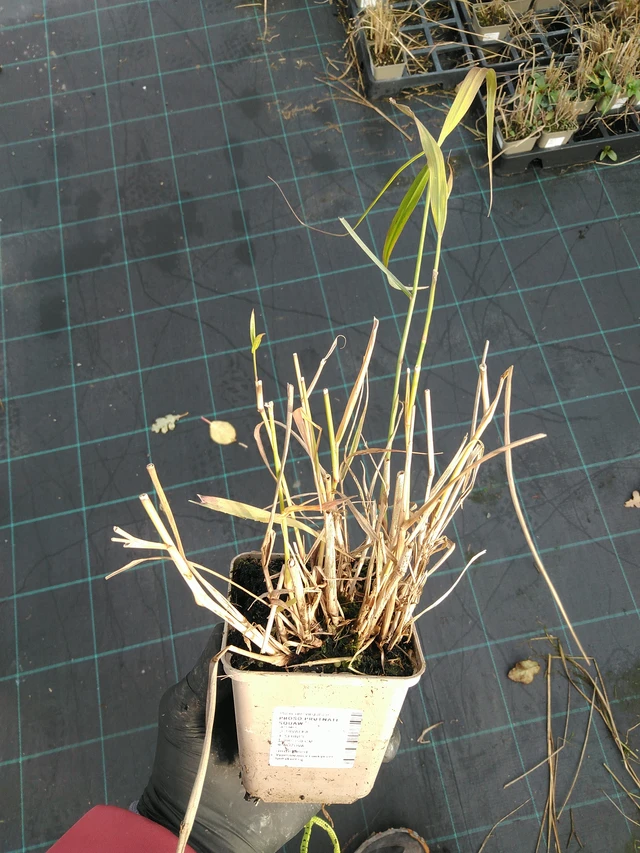 Panicum Squaw - 31. 10. 2025