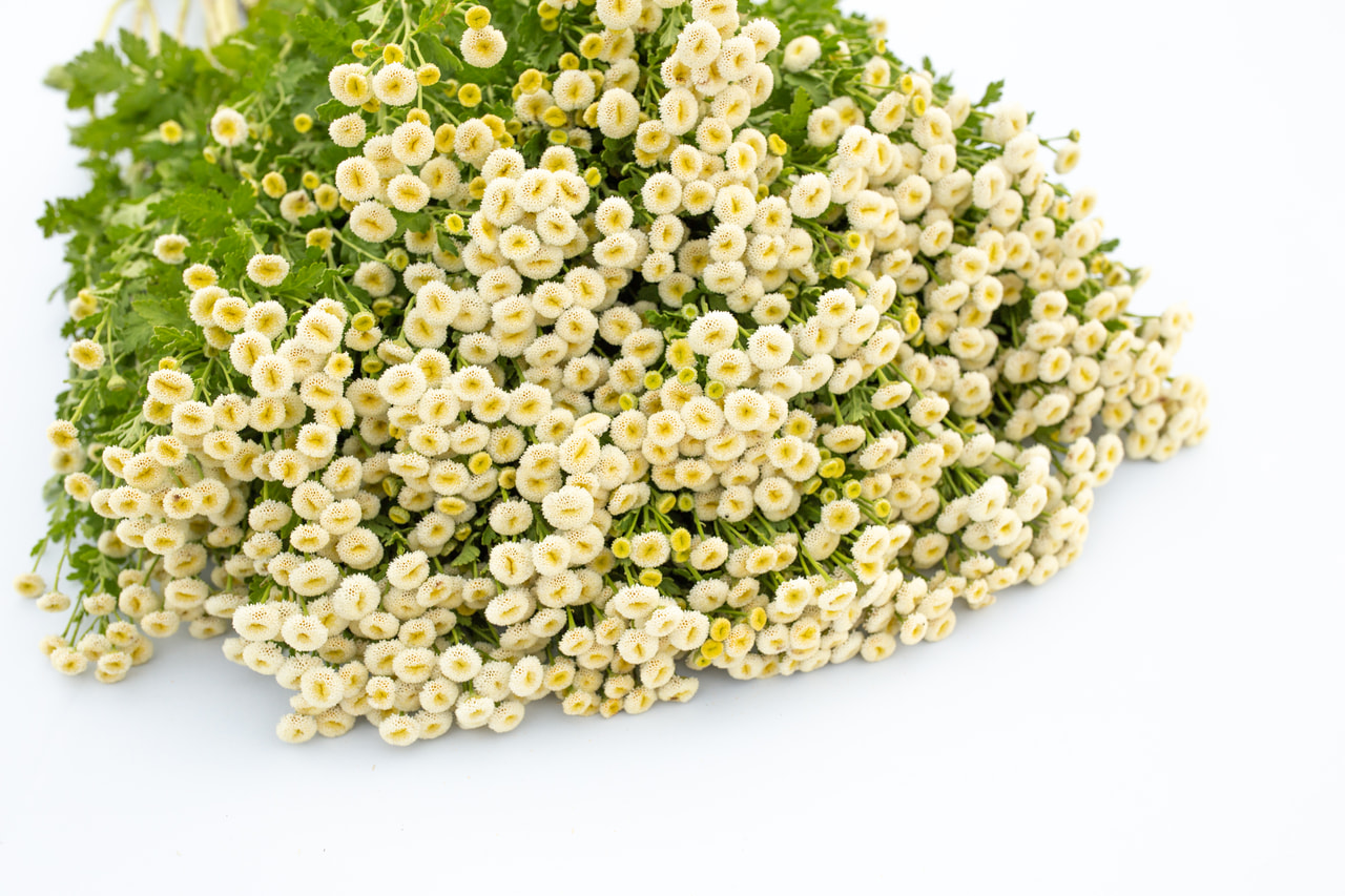 Reunuspietaryrtti Baya, Loukykvět