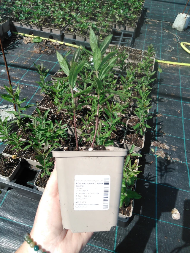 Tädykearvio Pink Glow - 2024