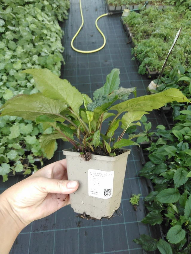 Valkoasteri Eastern Star - 19. 8. 2025