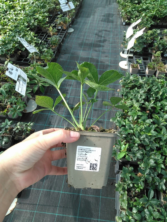 Jouluruusu Pretty Ellen Purple - 11. 7. 2025