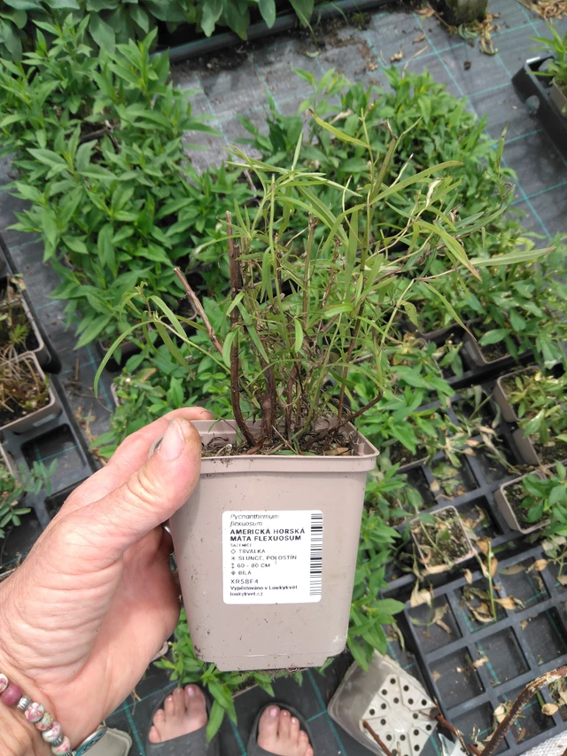 Vuoriminttu Flexuosum - 2024