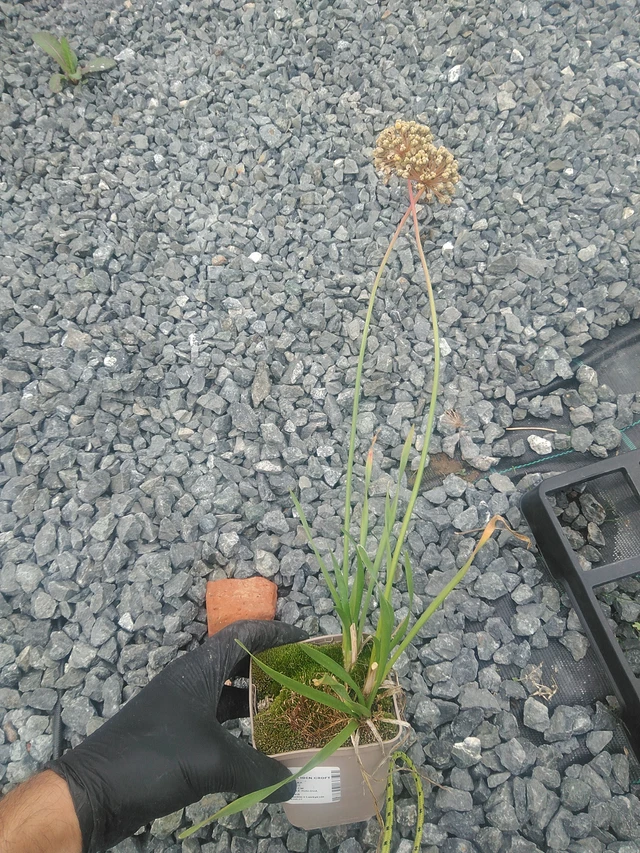 Allium Iden Croft - 10. 9. 2025