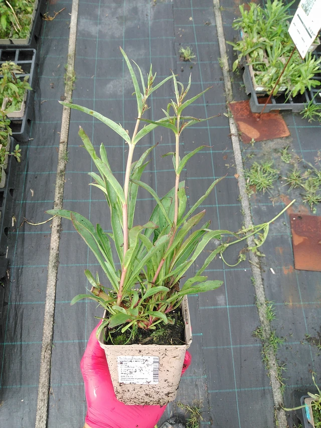 Partapipo Twizzle Blue - 29. 7. 2025