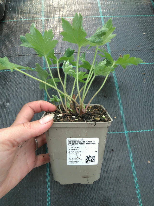 Espuela de caballero Benary’s Pacific King Arthur - 11. 7. 2025