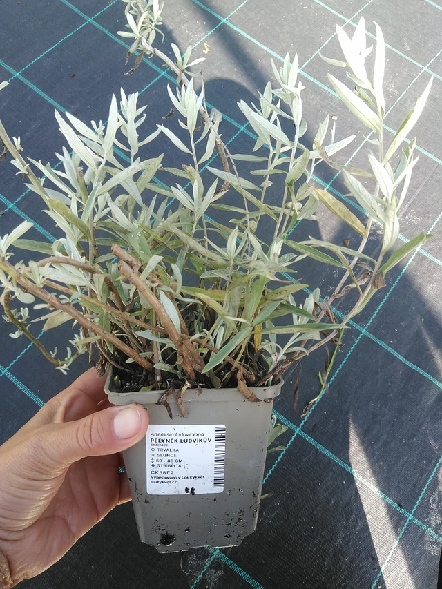 Artemisia ludoviciana - 11. 9. 2025