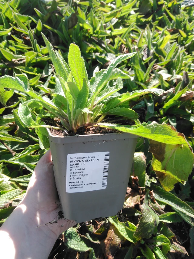 Gordolobo Sixteen Candles - 3. 4. 2025